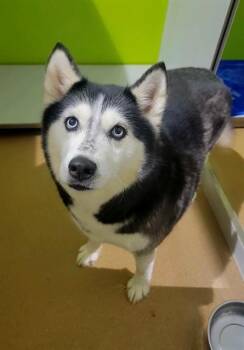 Siberian Husky Dogs Available for Adoption in St. Peters, Missouri - DENALI | PetCurious