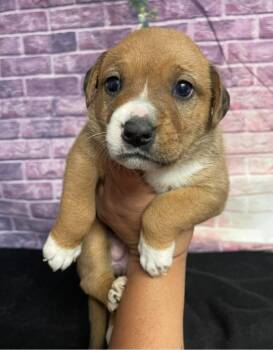 American Bulldog Dogs Available for Adoption in Sedalia, Colorado - Stevie | PetCurious