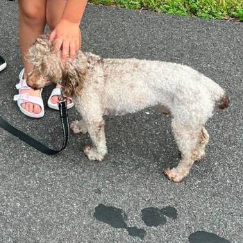 Elliott -  Miniature Poodle Dog for Adoption in Fredericksburg, Virginia - Elliott | PetCurious