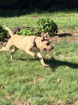 American Staffordshire Terrier and Pit Bull Terrier Dogs Available for Adoption in Brewster, New York - Gigi The Gorgeous | PetCurious