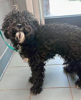 Mixed Breed Dogs Available for Adoption in Nashville, Tennessee - Dust Bunny | PetCurious