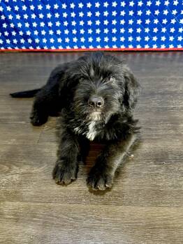 Grant -  Labradoodle Dog for Adoption in Hartford, Kentucky - Grant | PetCurious