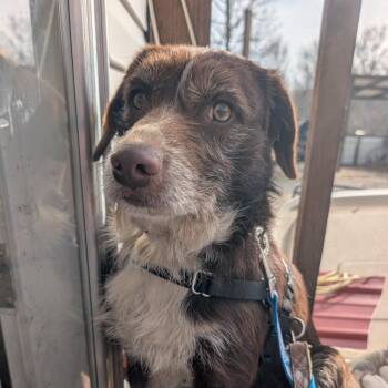 Mixed Breed Dogs Available for Adoption in Madison, Wisconsin - Ollie | PetCurious