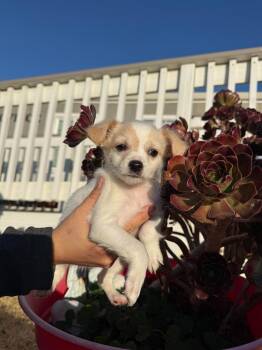 Radar -  Chihuahua and Mixed Breed Dog for Adoption in Vacaville, California - Radar | PetCurious