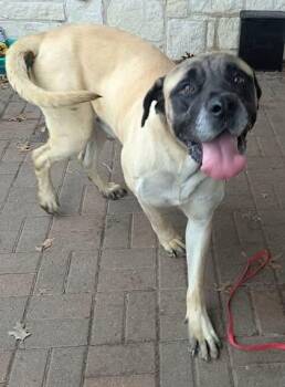 Panther -  Mastiff Dog Available for Adoption in Edmond, Oklahoma - Panther | PetCurious