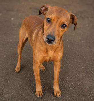 Aerosmith -  Pit Bull Terrier Dog for Adoption in Gautier, Mississippi - Aerosmith | PetCurious