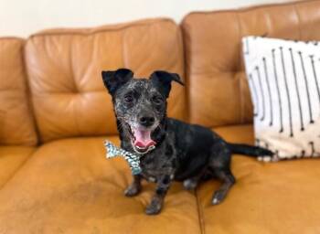 Darrell Chi Wiener -  Dachshund and Chihuahua Dog for Adoption in Friendswood, Texas - Darrell Chi Wiener | PetCurious