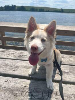 Bingley -  Pembroke Welsh Corgi and Husky Dog for Adoption in Homer Glen, Illinois - Bingley | PetCurious