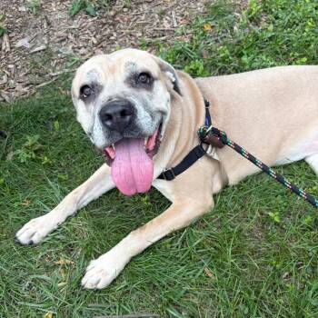 Millie -  Mastiff and Mixed Breed Dog for Adoption in Wheeling, Illinois - Millie | PetCurious