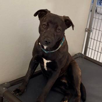 Mixed Breed Dogs Available for Adoption - Maizee | PetCurious