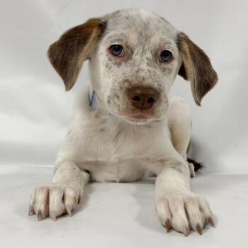 927 (2026) Funyun -  Cattle Dog and Mixed Breed Dog for Adoption in Parker, Colorado - 927 (2026) Funyun | PetCurious