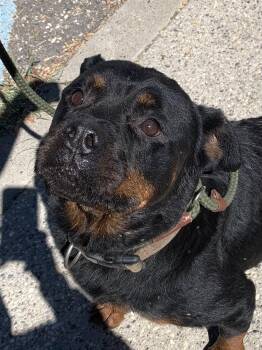 Callie Girl -  American Staffordshire Terrier and Rottweiler Dog for Adoption in Grass Valley, California - Callie Girl | PetCurious