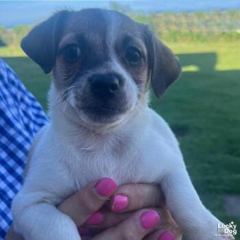 Maddie -  Terrier Dog for Adoption in Washington, District Of Columbia - Maddie | PetCurious