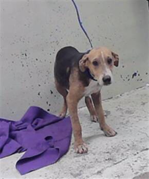 RICHARD -  Beagle and Mixed Breed Dog for Adoption in Houston, Texas - RICHARD | PetCurious