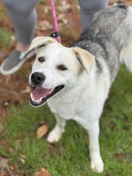 Shepherd and Husky Dogs Available for Adoption - Sadie | PetCurious