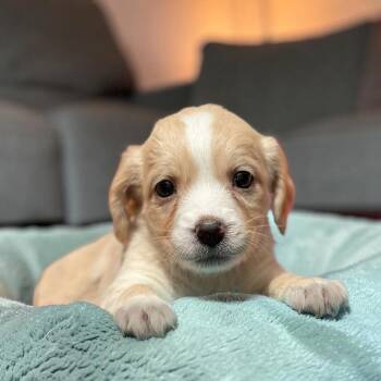 Bloom Pup - Azalea -  Spaniel and Chihuahua Dog for Adoption in San Diego, California - Bloom Pup - Azalea | PetCurious