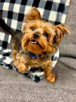 Teddy -  Mixed Breed Dog for Adoption in West Chester, Pennsylvania - Teddy | PetCurious