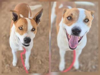 Rescue Australian Cattle Dog Blue Heeler and Mixed Breed Dogs for Adoption in Albuquerque, New Mexico - DOT | PetCurious