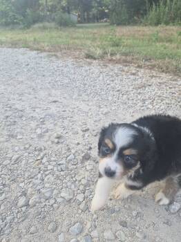 You name -  Toy Australian Shepherd Dog for Sale in East Mountain, Texas - You Name | PetCurious