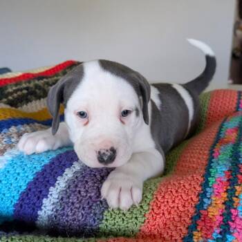Mabry_Pup 3 -  Hound Dog for Adoption in Austin, Texas - Mabry_Pup 3 | PetCurious