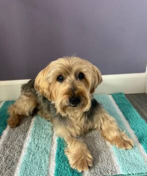 Riley -  Yorkshire Terrier Dog for Adoption in Wilmington, Delaware - Riley | PetCurious