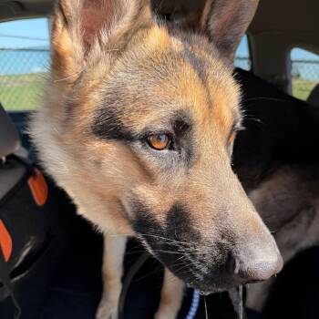 Simba -  German Shepherd Dog Dog for Adoption in Tulsa, Oklahoma - Simba | PetCurious