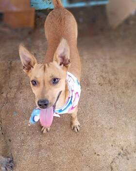 Basenji and Chihuahua Dogs Available for Adoption - Amy | PetCurious