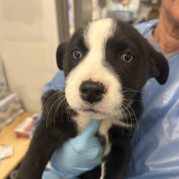 Mixed Breed Dogs Available for Adoption - Hoisin | PetCurious