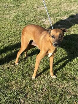 Rescue German Shepherd Dog Dogs for Adoption in Springtown, Texas - Lola | PetCurious