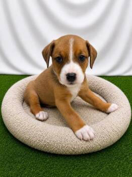 Nexxus -  Mixed Breed Dog for Adoption in Covington, Louisiana - Nexxus | PetCurious