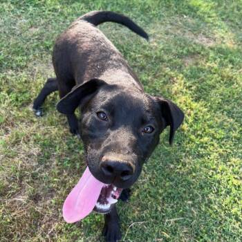 Rescue Black Labrador Retriever Dogs for Adoption in Zimmerman, Minnesota - Lipton | PetCurious