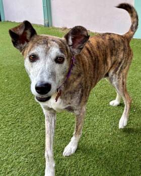 Bella -  Mixed Breed Dog for Adoption in Novato, California - Bella | PetCurious