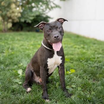 Rescue Pit Bull Terrier Dogs for Adoption in Newark, New Jersey - Chance | PetCurious