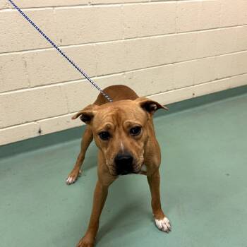 Rescue Mixed Breed Dogs for Adoption in Memphis, Tennessee - Sandy | PetCurious