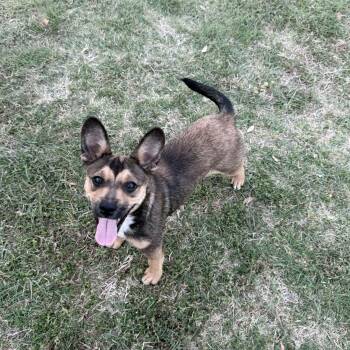 Mixed Breed Dogs Available for Adoption in Fort Worth, Texas - Glimmer | PetCurious