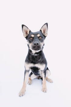 Rescue Shepherd and Australian Kelpie Dogs for Adoption - Skeeter *Arriving 12/6* | PetCurious