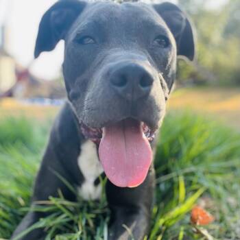 Rescue Pit Bull Terrier Dogs for Adoption in Austin, Texas - Media Darling | PetCurious