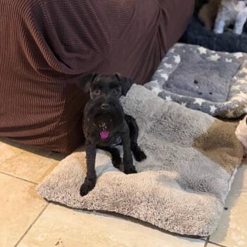 Rugar -  Miniature Schnauzer Dog for Adoption in Phoenix, Arizona - Rugar | PetCurious