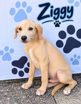 Ziggy -  Labrador Retriever Dog for Adoption in Sunbright, Tennessee - Ziggy | PetCurious