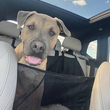 Pit Bull Terrier and Mixed Breed Dogs Available for Adoption - Wally | PetCurious