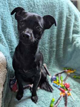 Chihuahua Dogs Available for Adoption in Kingsburg, California - Tootsie | PetCurious