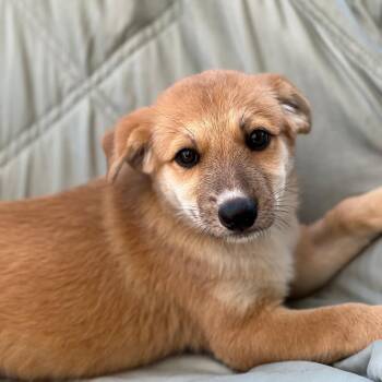 Napoleon Dynamite Pup - Deb -  Labrador Retriever and Shepherd Dog for Adoption in San Diego, California - Napoleon Dynamite Pup - Deb | PetCurious