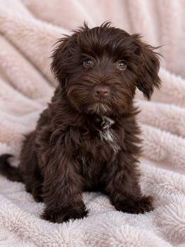 Wilbur -  Schnauzer Dog for Adoption in Monticello, Minnesota - Wilbur | PetCurious