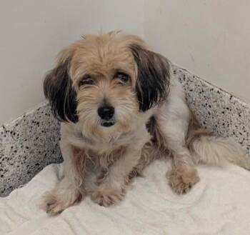 Day - ADOPTED -  Mixed Breed Dog for Adoption in Atlanta, Georgia - Day - ADOPTED | PetCurious