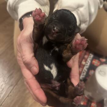 Mixed Breed Dogs Available for Adoption - Sprout C-34467 | PetCurious