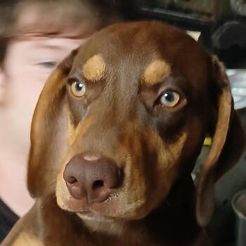 Bo -  Doberman Pinscher Dog for Adoption in Greenfield, Indiana - Bo | PetCurious