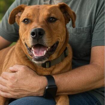 Red -  Labrador Retriever and American Staffordshire Terrier Dog for Adoption in Rogersville, Tennessee - Red | PetCurious