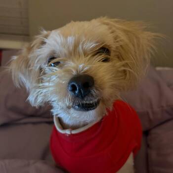 Maltese Dogs Available for Adoption - Rango | PetCurious