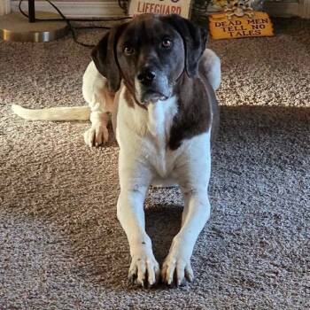 English Pointer Dogs Available for Adoption in Yukon, Oklahoma - Molly | PetCurious