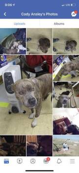 TONKS/ TRUNKS -  Pit Bull Terrier Dog for Adoption in Belton, Texas - TONKS/ TRUNKS | PetCurious